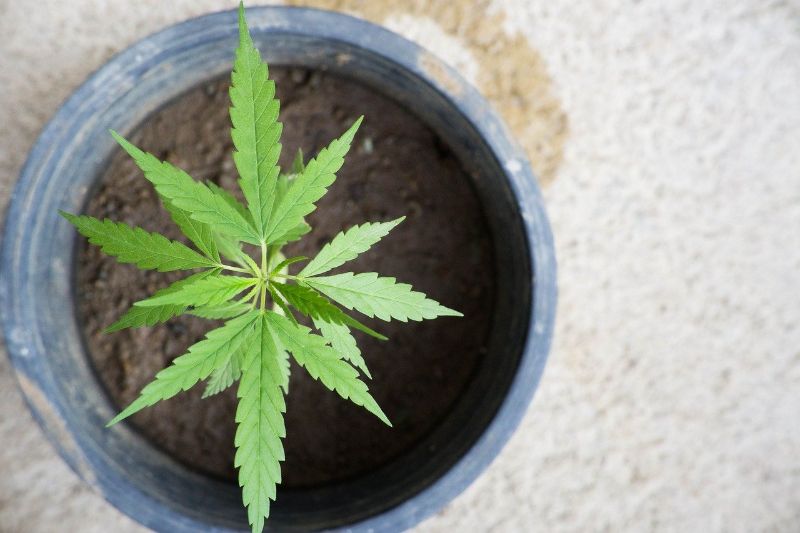 planta de cannabis cultivada en armarios de cultivo interior