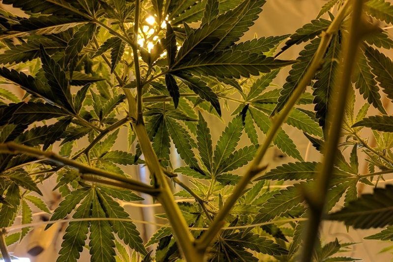 Iluminación interior de cannabis con armarios de cultivo interior