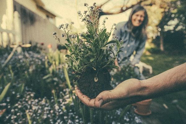 personas cultivando plantas en su jardín interior