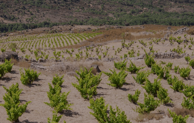 Viñedos DOP Cebreros