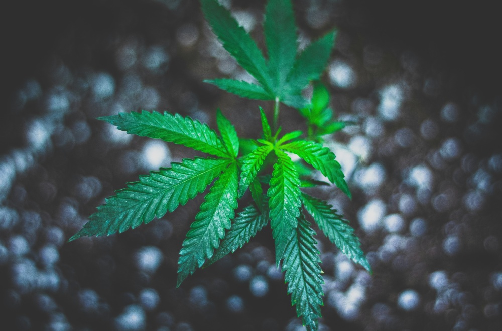 Semillas de marihuana