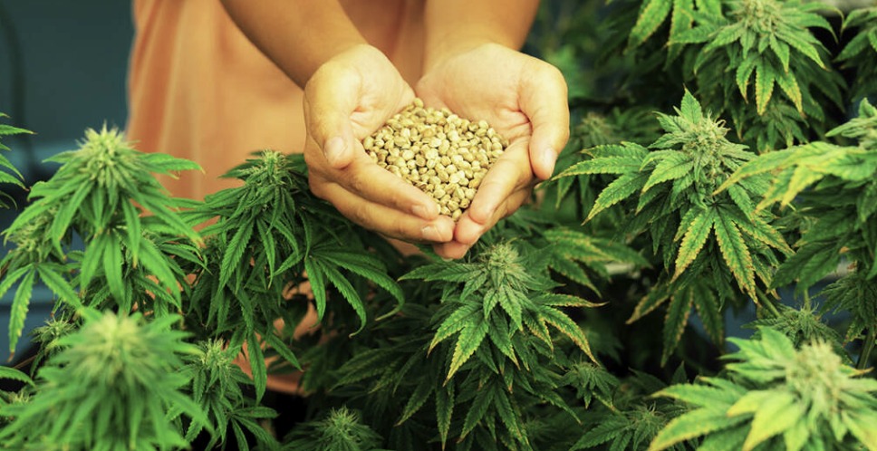 Semillas de marihuana